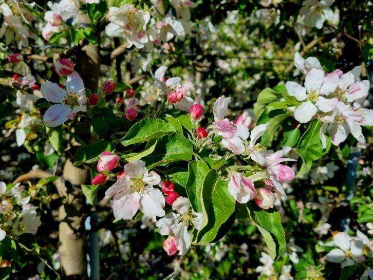 Apfelblüte am Gartnerhof in Plaus