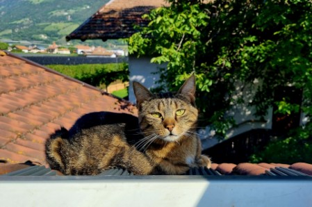 Die Hofkatze auf einem Dach am Gartnerhof
