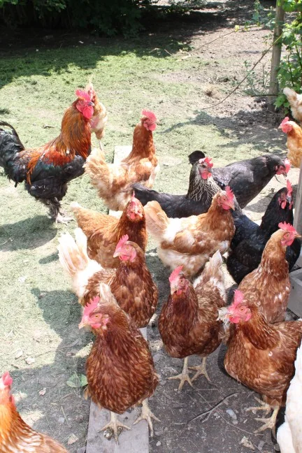 Freilaufende Hühner am Biohof